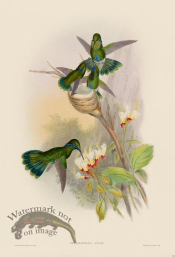 Gould Hummingbird 224